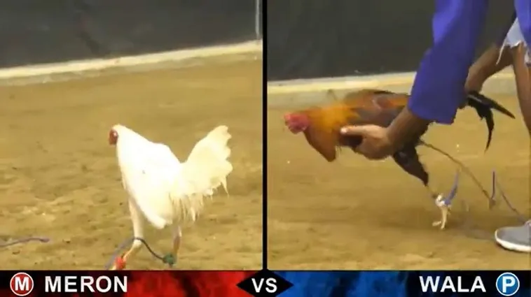 Cách Chơi Đá Gà Sabong Tại VND88 Thắng Lớn Mỗi Ngày 2 Cách Chơi Đá Gà Sabong Tại VND88 Thắng Lớn Mỗi Ngày